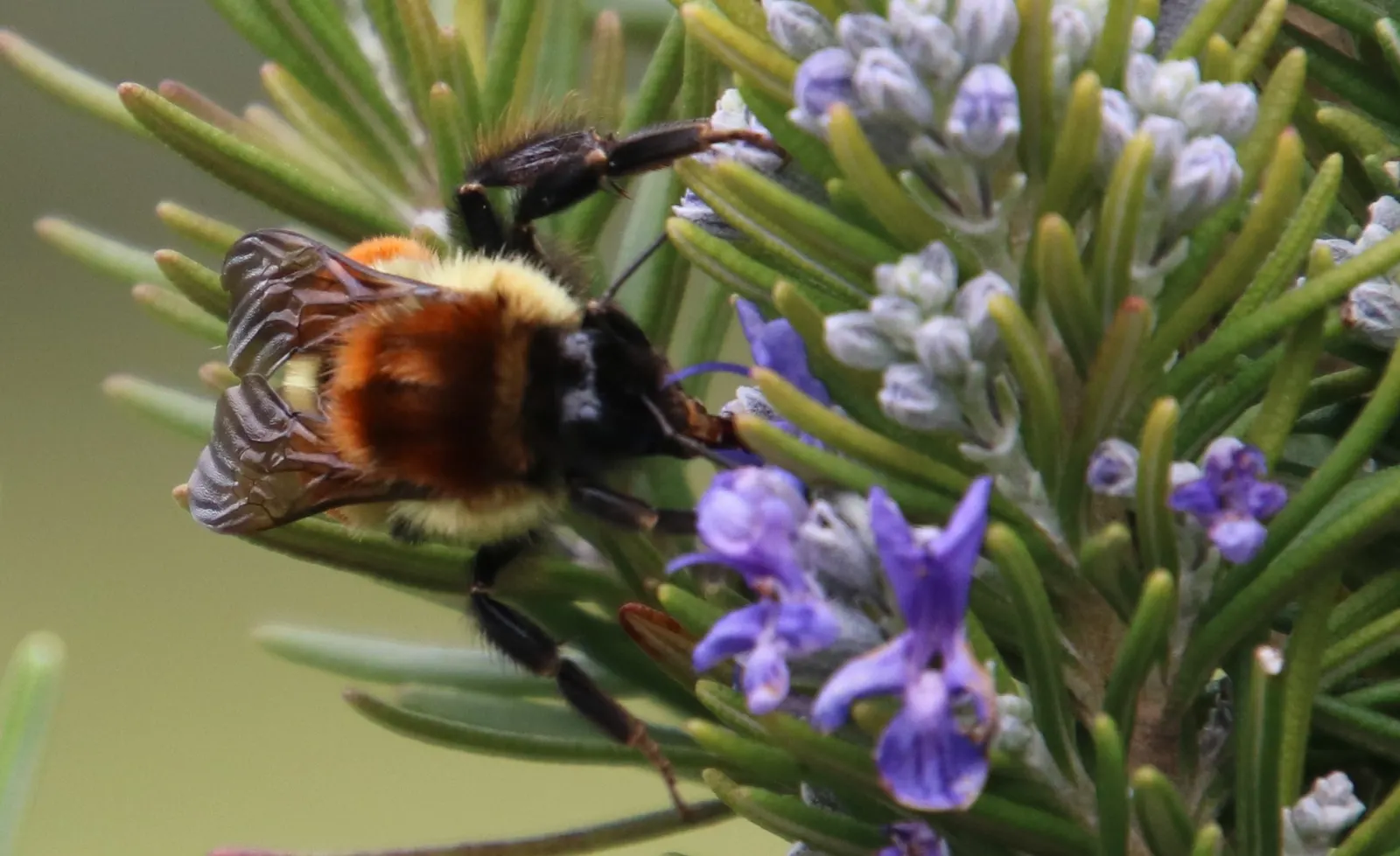 Bee on flowering plant, Cahuita area